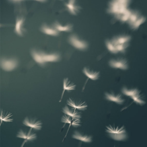 Wind